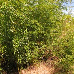 Bamboo Phyllostachys flexuosa